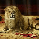 Dreams Of The Savanna